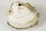 Fossil Clam with Fluorescent Calcite Crystals - Ruck's Pit, FL #191772-1